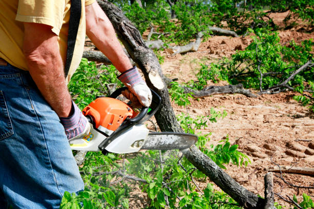 Best Large Tree Removal  in Laredo, TX